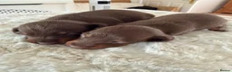 Miniature Dachshund dogs for sale: BEAUTIFUL K.C REGISTERED MINIATURE DACHSHUNDS  - Advert 1