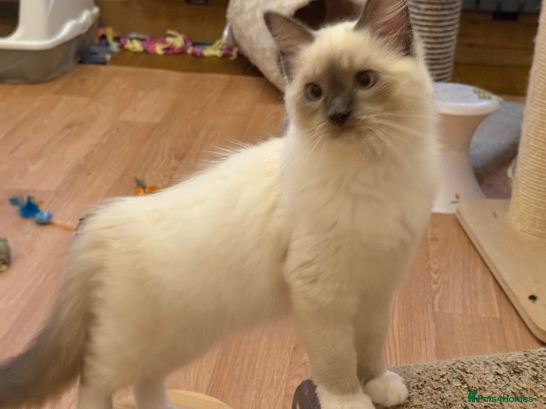 Ragdoll cats for sale: GCCF REGISTERED RAGDOLL KITTENS in Ashton-under-Lyne - Image 35
