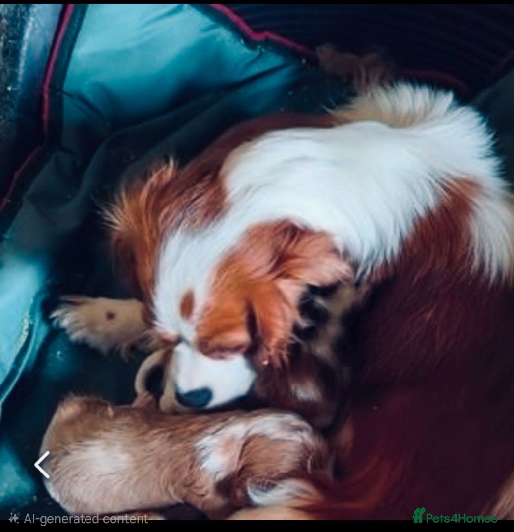 Cavapoo dogs Beautiful cavapoo puppies  - Advert 1