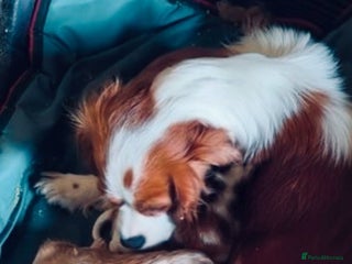 Cavapoo dogs Beautiful cavapoo puppies - Advert 1