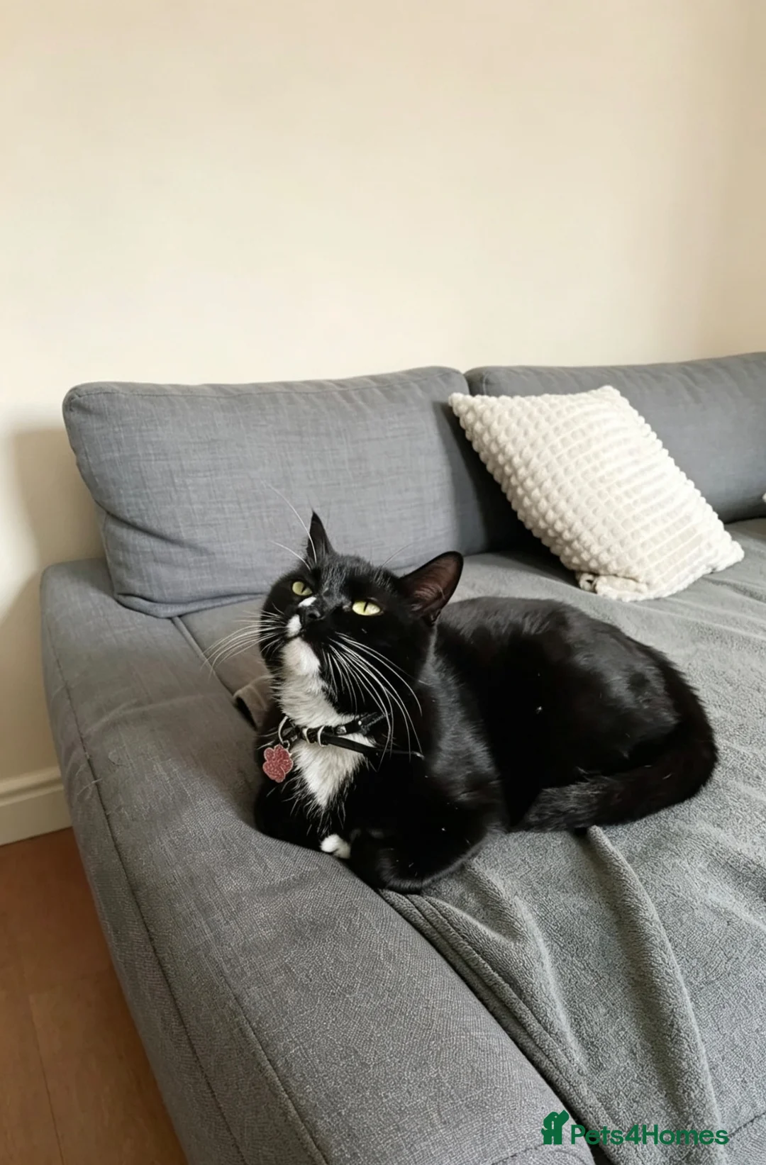 Domestic Shorthair cats for sale: Black & White domestic shorthair  - Advert 2