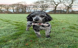 Miniature Poodle dogs for stud: Yogi Bear - Merle Miniature Poodle for Stud - Image 3