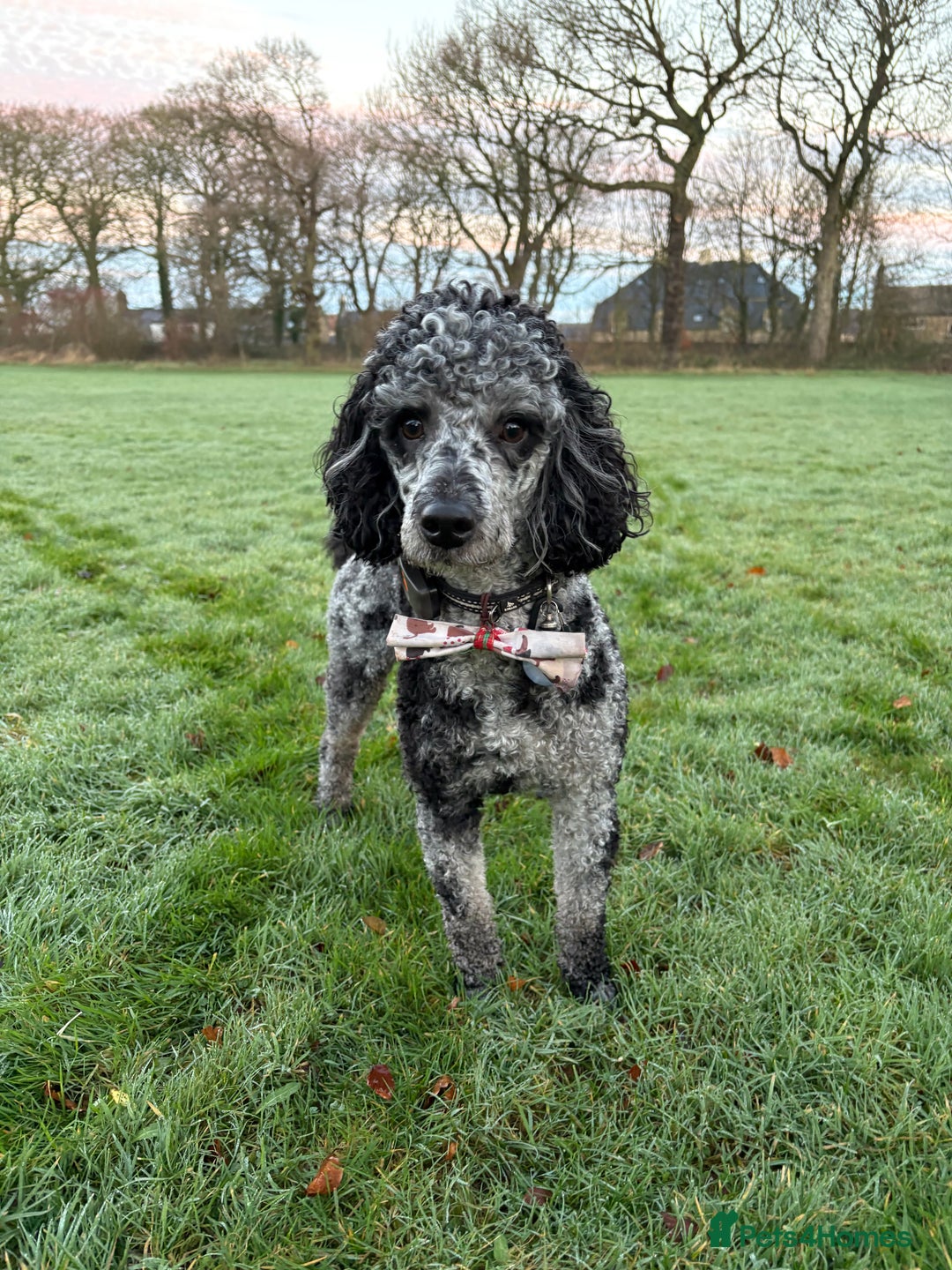 Miniature Poodle dogs for stud: Yogi Bear - Merle Miniature Poodle for Stud - Image 3