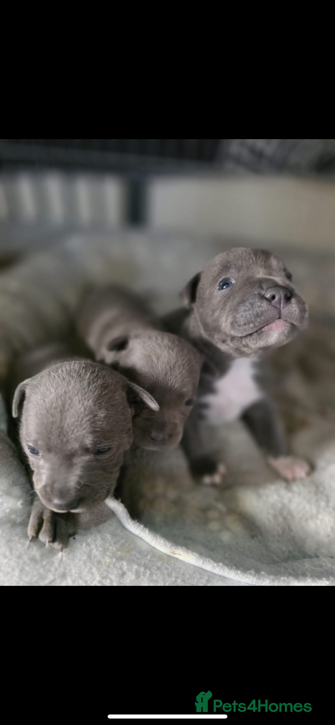 Staffordshire Bull Terrier dogs for sale: 3 boy blue staffs - Image 6