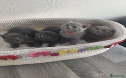 Scottish Fold cats for sale: Scottish fold blue for sale  - Image 12