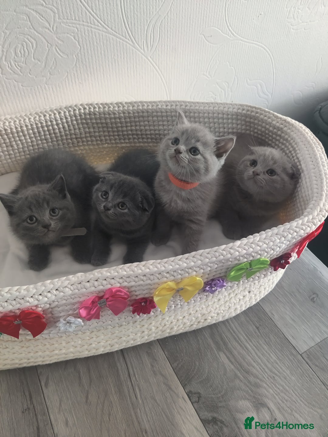 Scottish Fold cats for sale: Scottish fold blue for sale  - Image 12