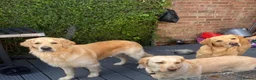 Golden Retriever dogs for sale: Two half year old male golden retriever  in Worthing - Advert 2