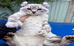 Savannah cats for sale: Breath taking wild looking girl  - Image 13