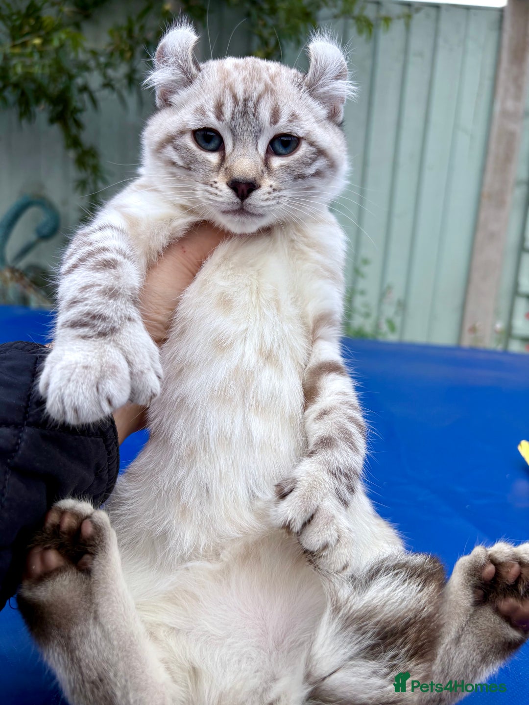 Savannah cats for sale: Breath taking wild looking girl  - Image 13