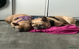 French Bulldog dogs for sale: 2 dogs need rehoming - Image 1
