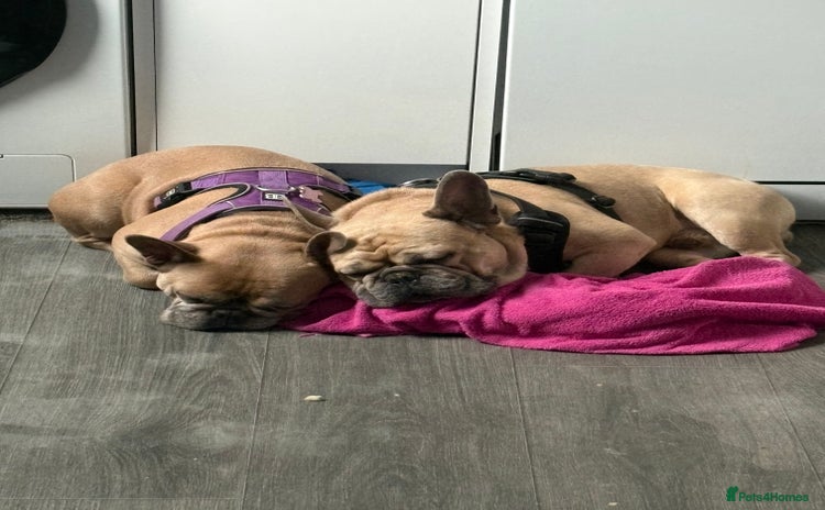 French Bulldog dogs - Advert 1