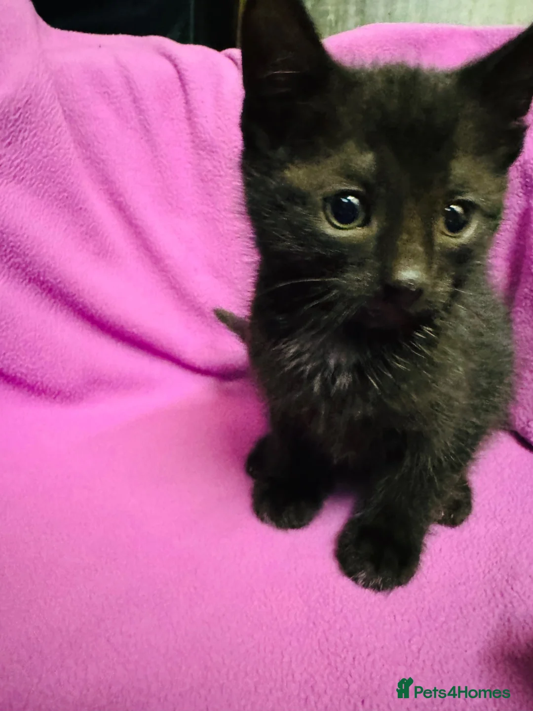 British Shorthair cats for sale: Kittens for sale - Advert 14