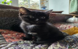 Ragdoll cats for sale: Beautiful Ragdoll X kittens - Image 6