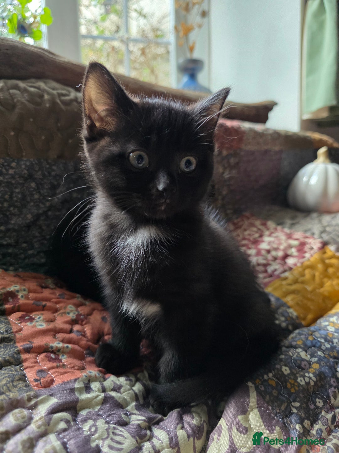 Ragdoll cats for sale: Beautiful Ragdoll X kittens - Image 6