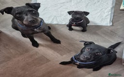 Patterdale Terrier dogs for sale: 1 year old Male Patterdale - Image 17