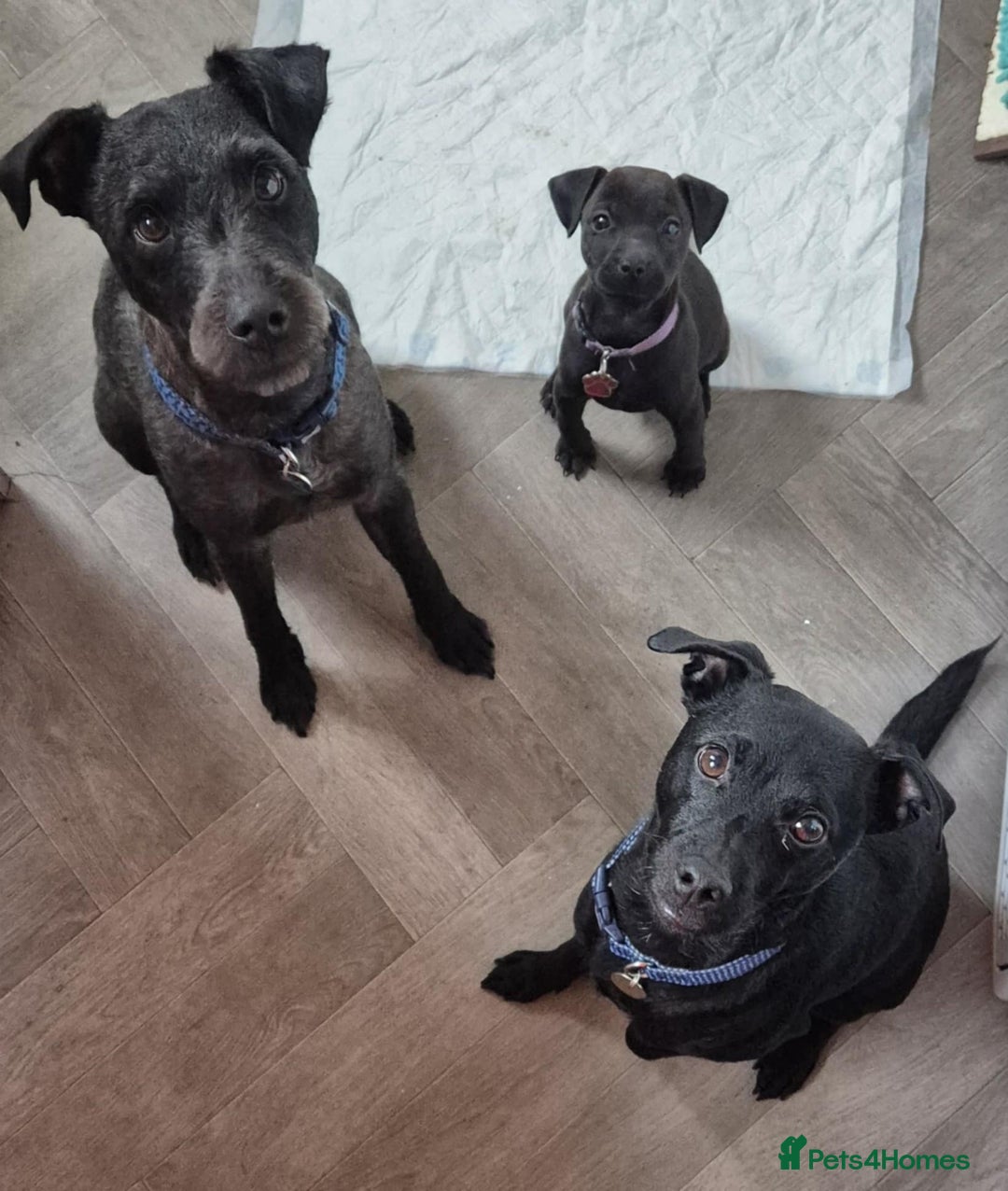 Patterdale Terrier dogs for sale: 1 year old Male Patterdale - Image 17