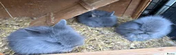 Lionhead rabbits for sale: Fluffy double mane lion head rabbits for sale  - Advert 20