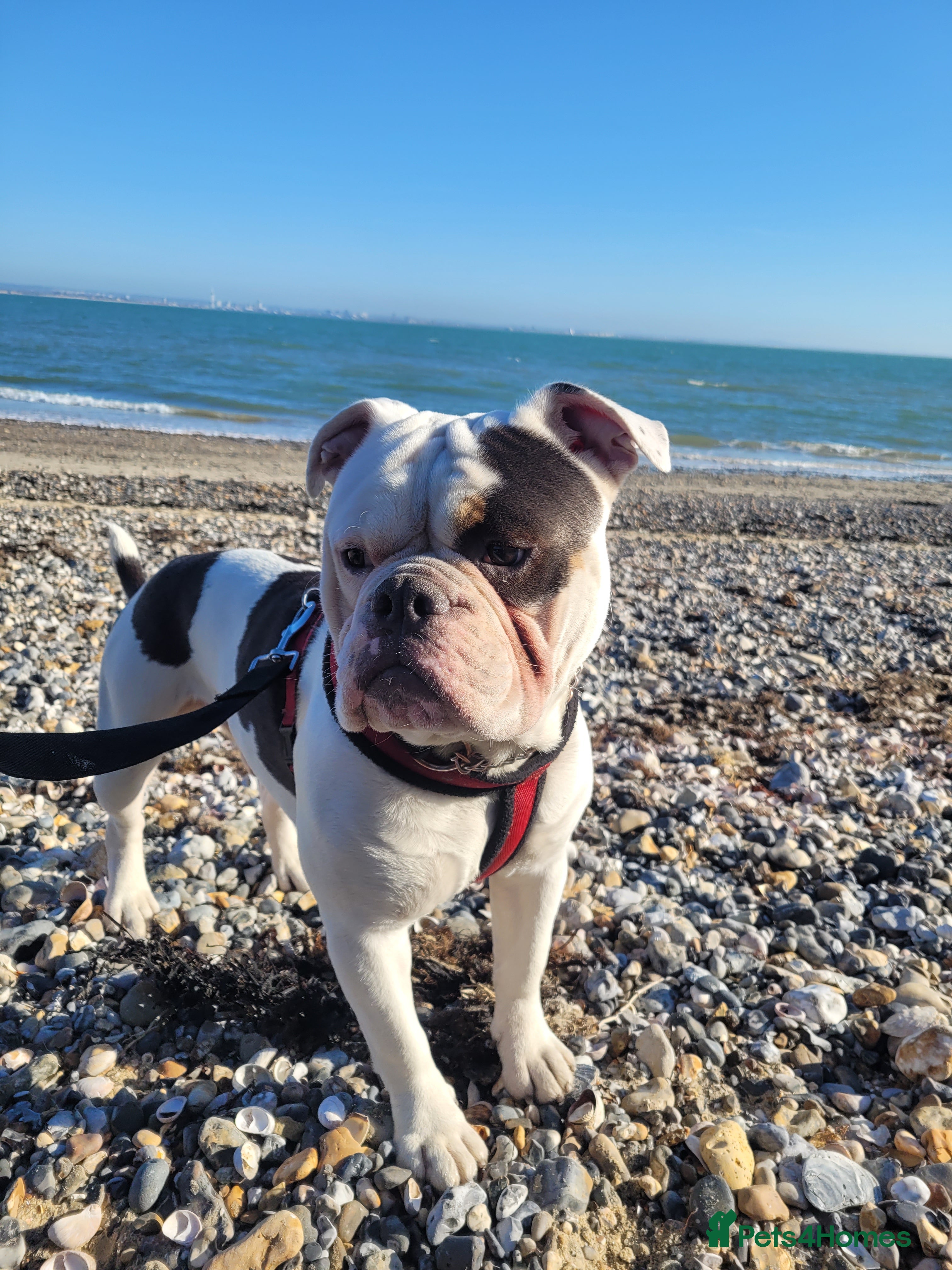 Old Tyme Bulldog dogs Dorset old tyme bulldog  - Advert 1