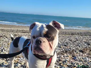 Old Tyme Bulldog dogs Dorset old tyme bulldog - Advert 1