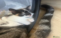 Savannah cats for sale: 4 kittens  - Image 1