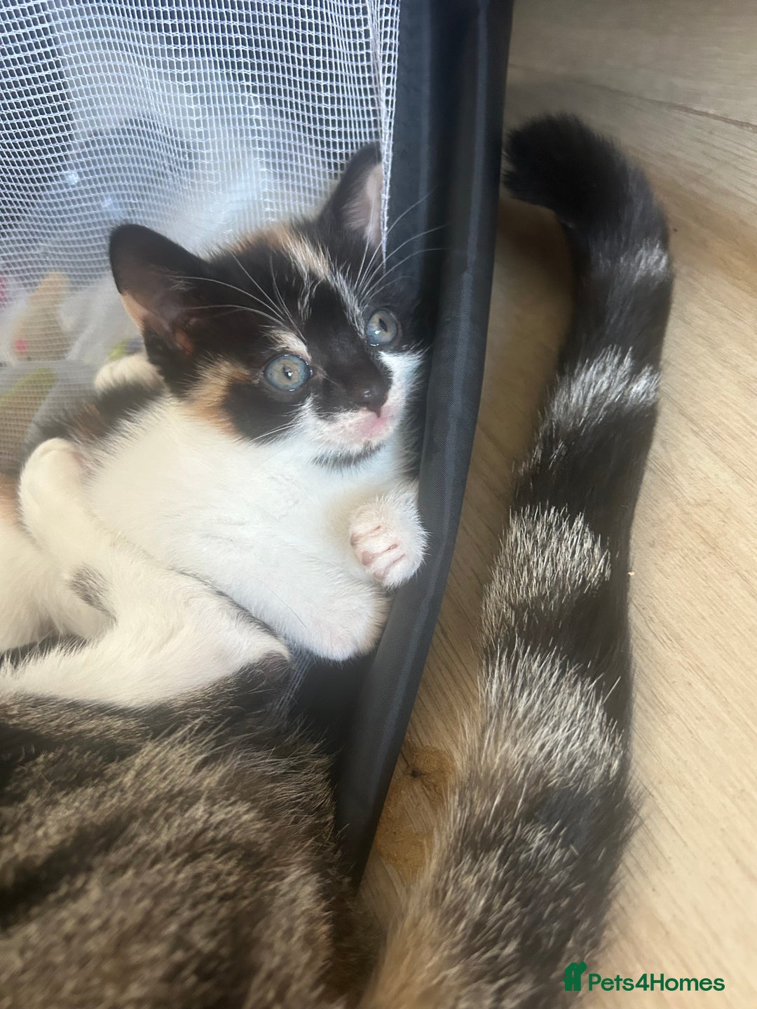 Savannah cats for sale: 4 kittens  - Image 1