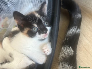 Savannah cats - Advert 32