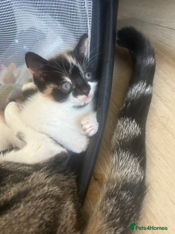 Savannah cats - Advert 1