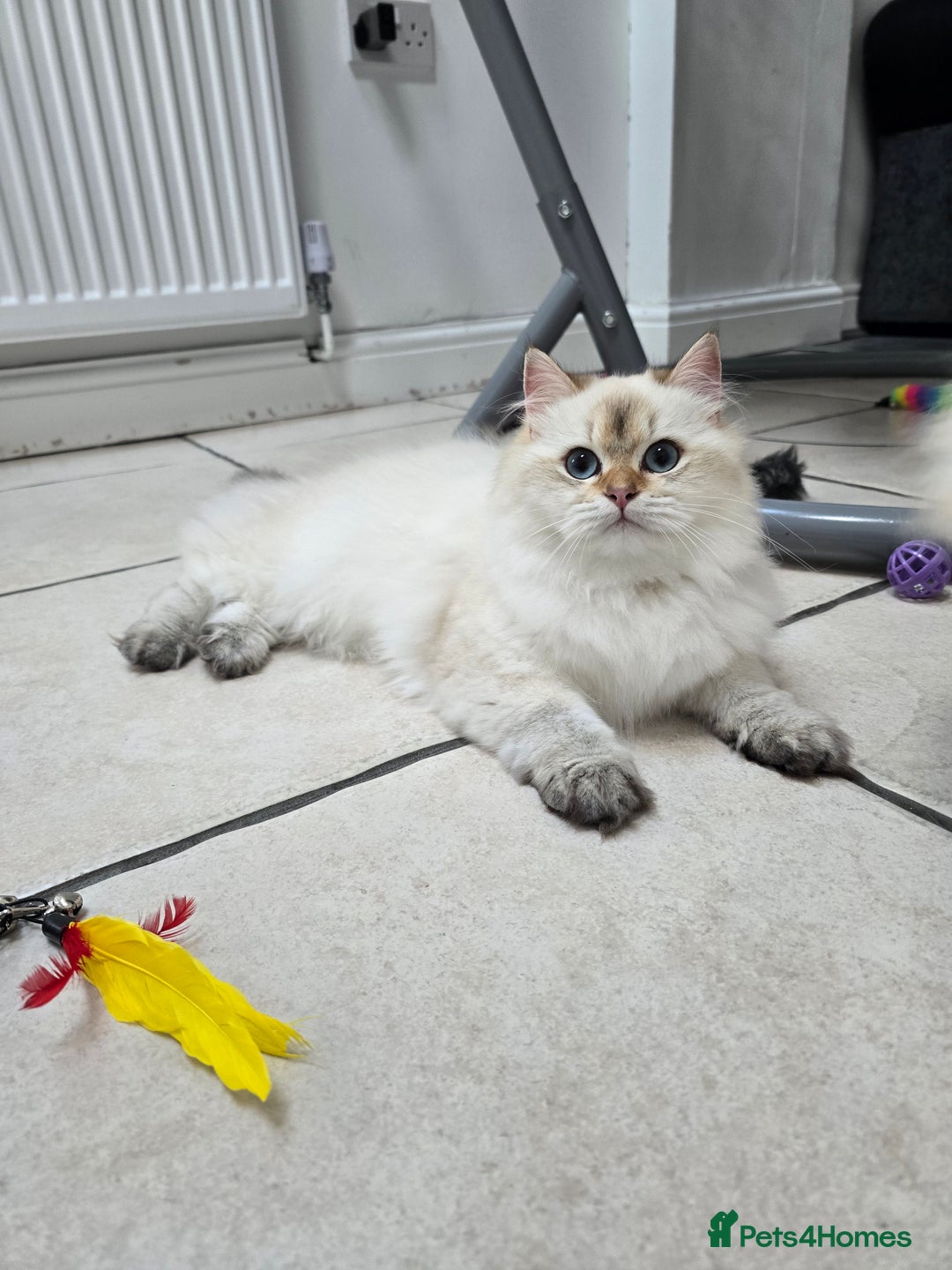 British Longhair cats for sale: Stunning Colour Point Girl - Advert 5