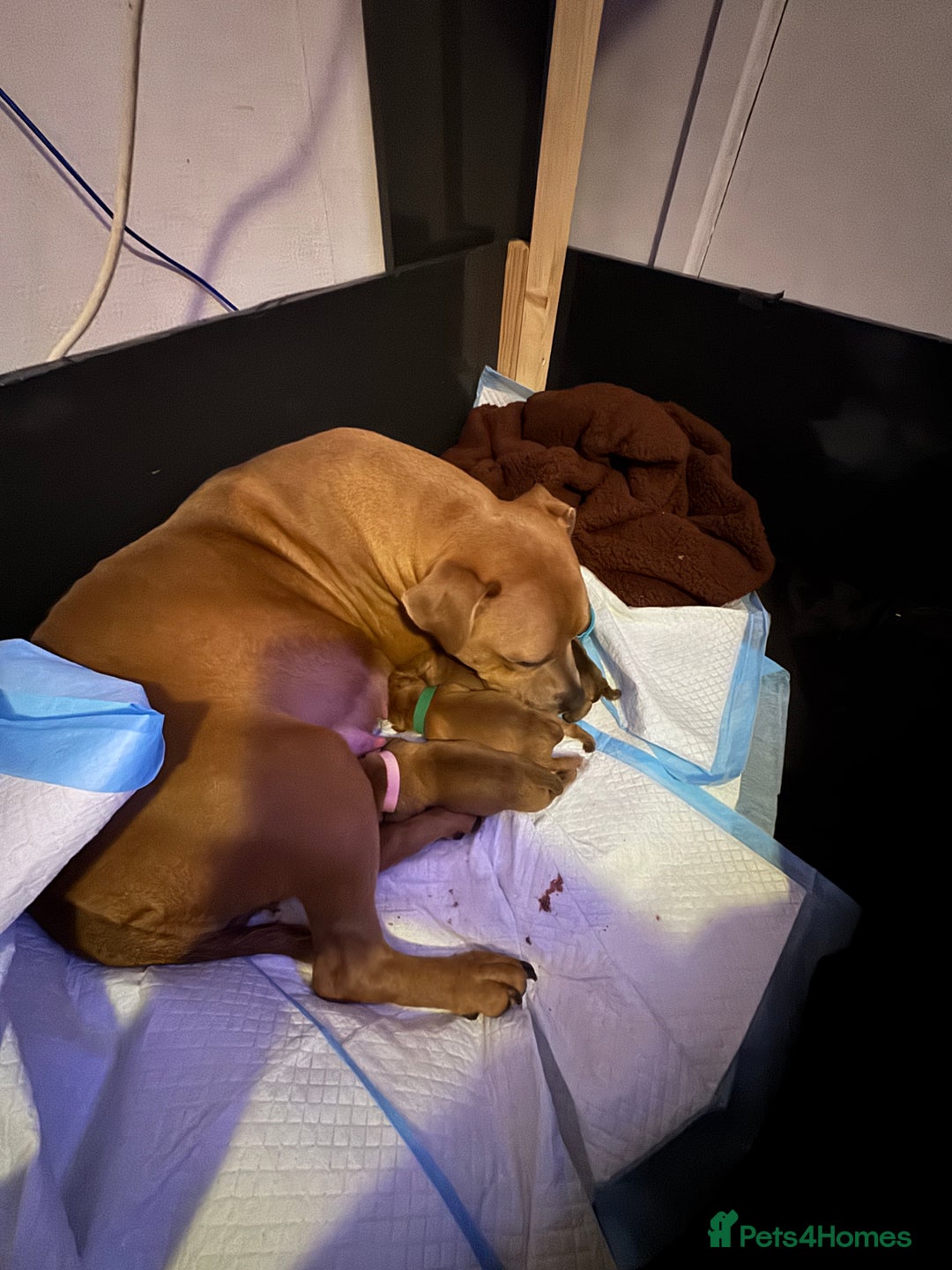 Staffordshire Bull Terrier dogs for sale: Beautiful litter of red staffy pups - Advert 1