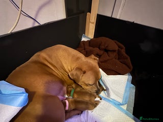 Staffordshire Bull Terrier dogs Beautiful litter of red staffy pups - Advert 1