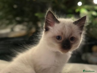 Ragdoll cats 🌸last one boy💙 Ready to go now 🌸 - Advert 8