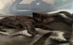 British Shorthair cats for sale: 4 Kittens available - Image 7