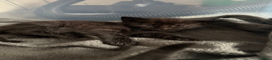 British Shorthair Kitten 2