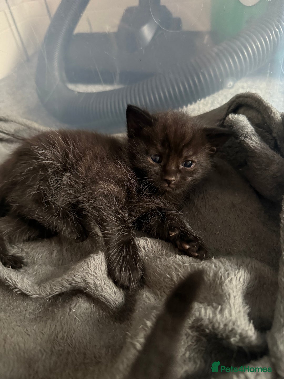 British Shorthair cats for sale: 4 Kittens available - Image 7