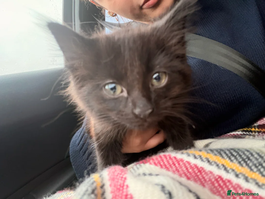 Ragdoll cats for sale: Black Ragdoll - Advert 2