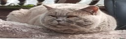 British Shorthair cats for stud: Gccf Studs Lilac, Blue, Blue Bi, Cream Bi   in Manchester - Advert 7