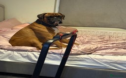Boxer dogs for stud: Proven stud amazing temperament & health tested - Image 2