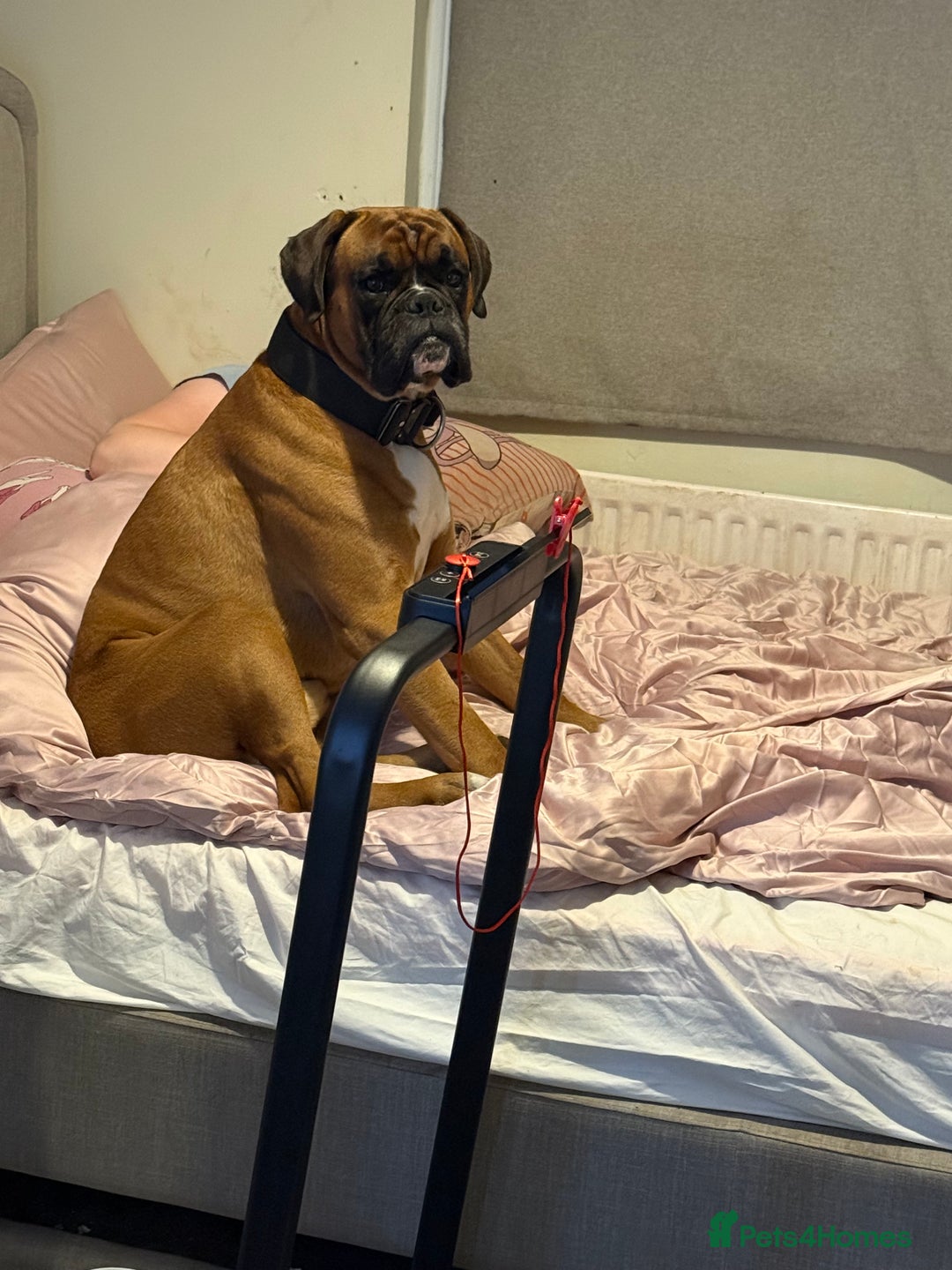 Boxer dogs for stud: Proven stud amazing temperament & health tested - Image 2