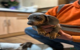 Miniature Dachshund dogs for sale: Stunning rainbow litter mini dachshunds - Advert 32