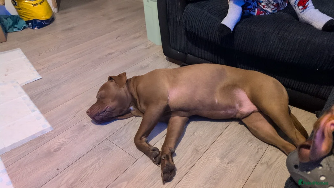 American Bulldog dogs for stud: Erebus  - Advert 8