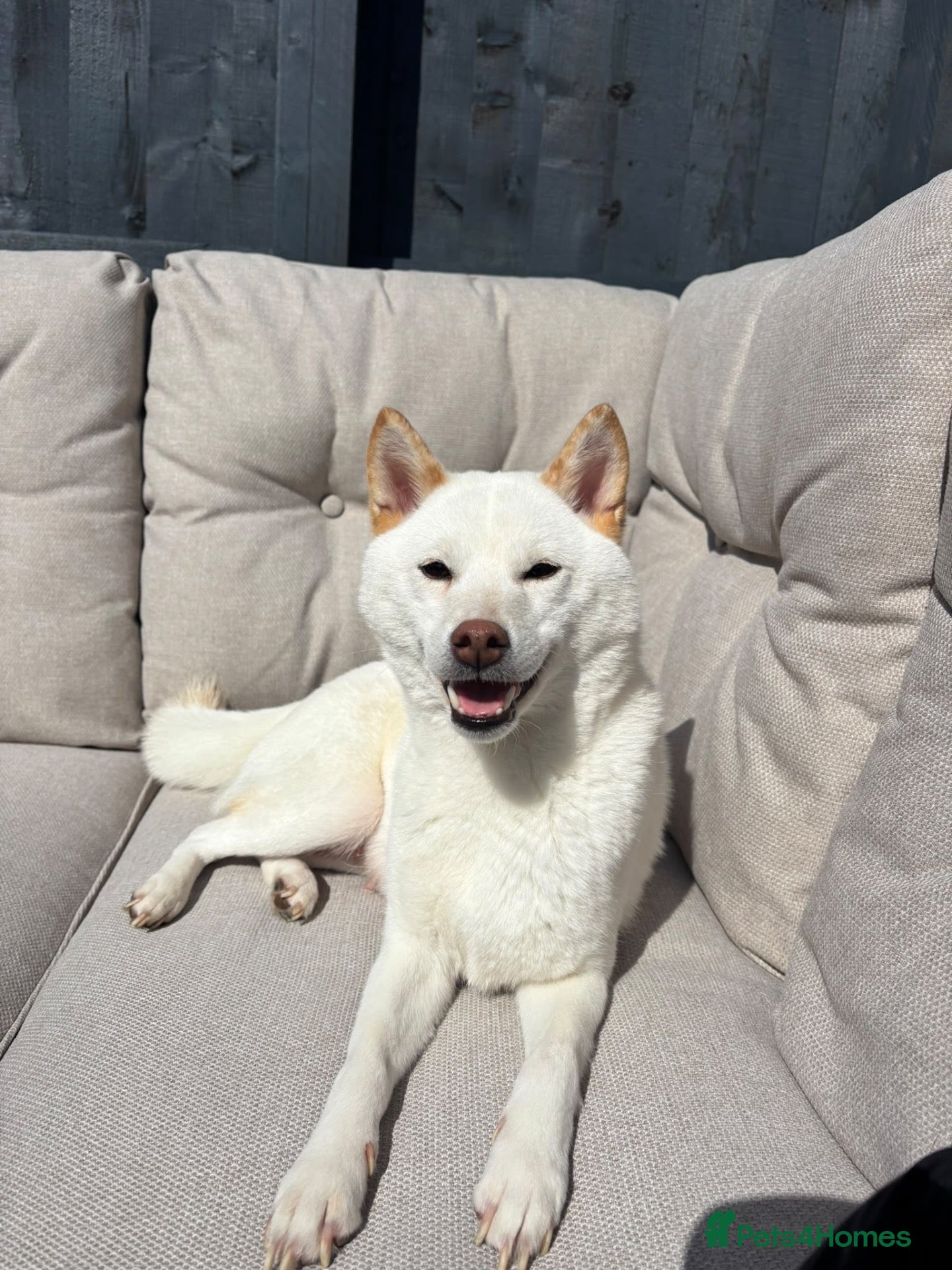 Japanese Shiba Inu dogs for sale: Beautiful 2-Year-Old Japanese Shiba Inu Girl - Advert 3