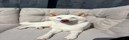 Japanese Shiba Inu dogs for sale: Beautiful 2-Year-Old Japanese Shiba Inu Girl in Thornton-Cleveleys - Advert 1