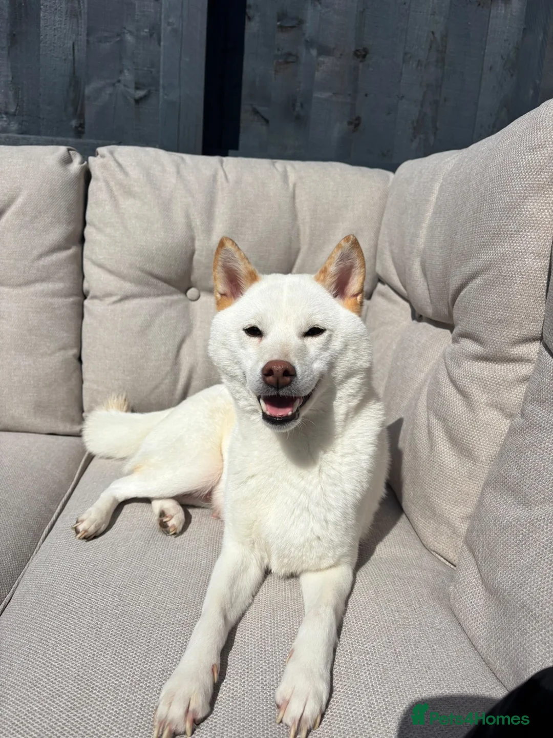 Japanese Shiba Inu dogs for sale: Beautiful 2-Year-Old Japanese Shiba Inu Girl in Thornton-Cleveleys - Advert 1