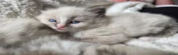 Ragdoll cats for sale: Pure Ragdoll Kittens 🌸 - Advert 9