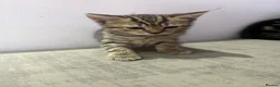 Mixed Breed cats for sale: Beautiful kittens need a home - Advert 6
