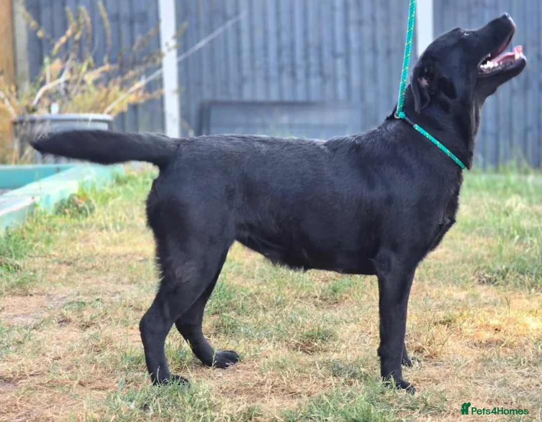 Labrador Retriever dogs for sale: 2 Year Old Labrador  - Advert 3