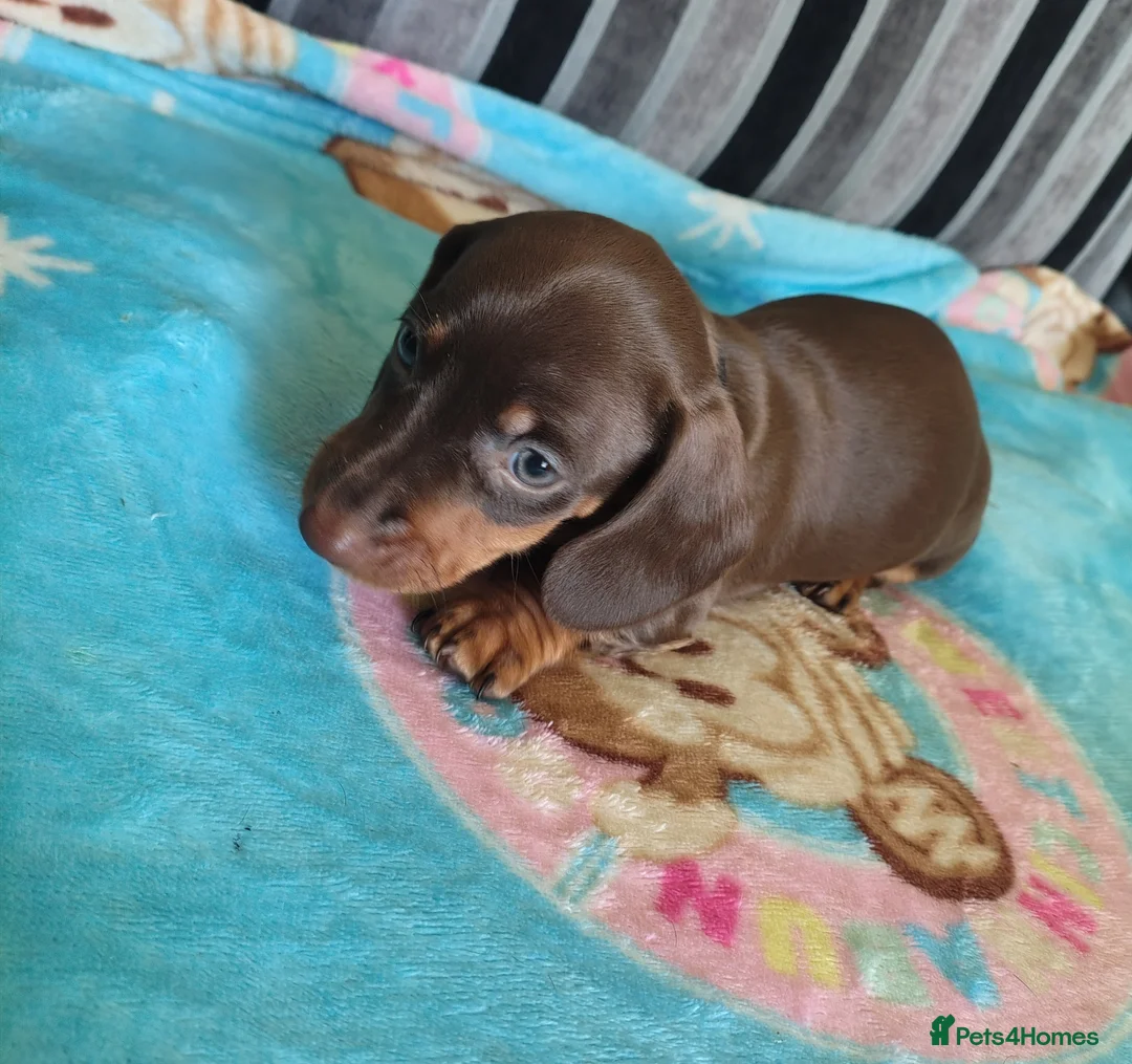 Miniature Dachshund dogs for sale: Mini Dachshund Puppies x 3  - Advert 2