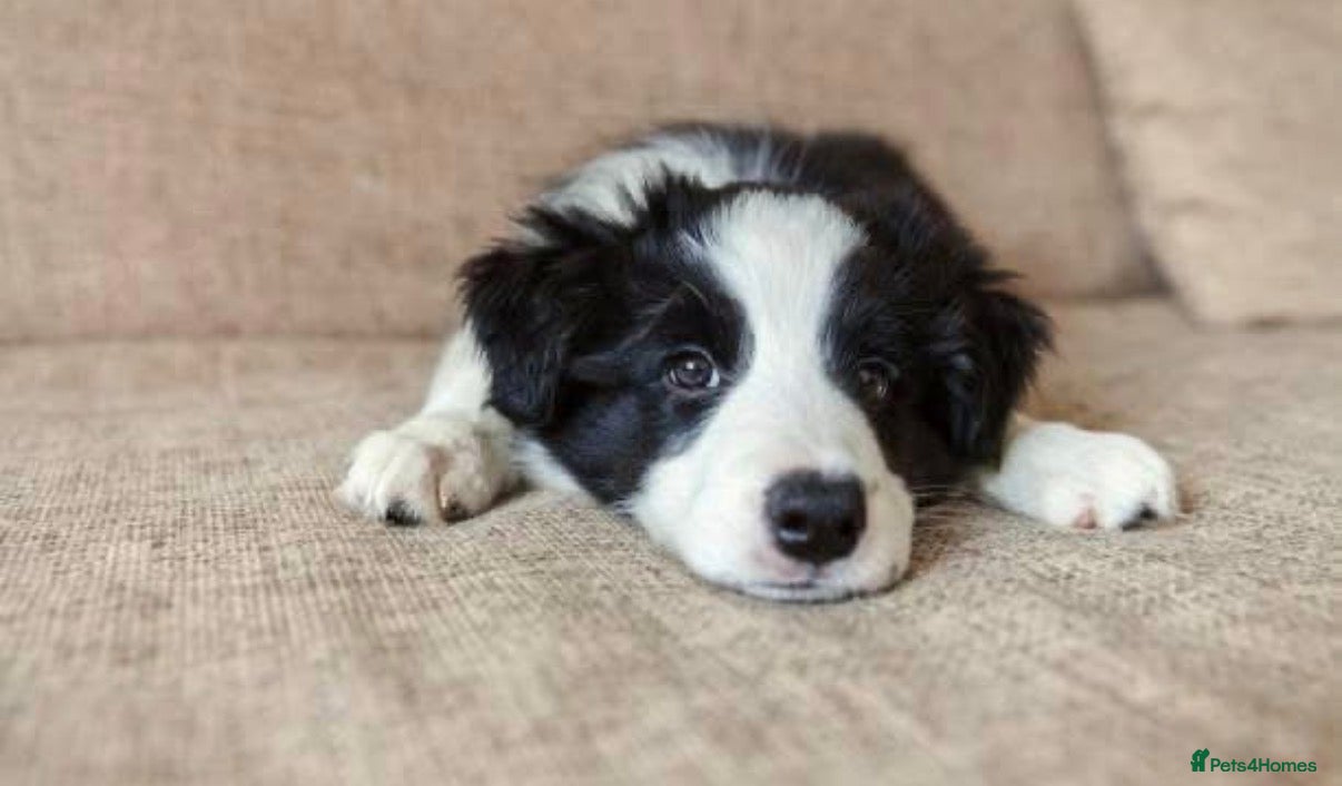 Border Collie dogs Stunning puppies. Parents health tested - Advert 5