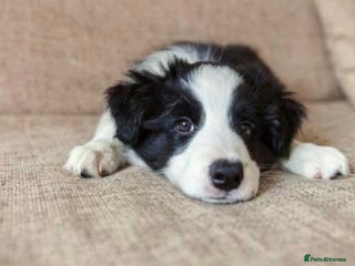 Border Collie dogs Stunning puppies. Parents health tested - Advert 5