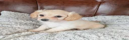 Mixed Breed dogs for sale: 2 blonde girls. Poodle x Biewer Terrier Puppies  - Advert 25